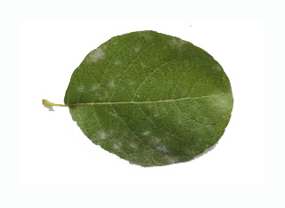 Choroby grzybowe - Mączniak atakuje !