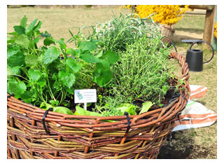 Warsztaty ogrodnicze dla przedszkolaków